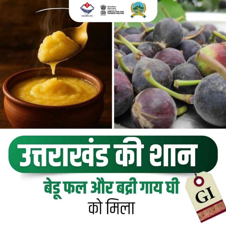 उत्तराखंड की बेड़ू फल और बद्री गाय का घी अब अंतरराष्ट्रीय पहचान प्राप्त कर चुके हैं!