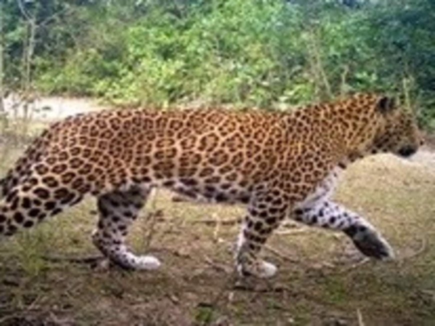 उत्तराखंड: आंगन में गुलदार का खतरनाक हमला, एक महिला का अपहरण