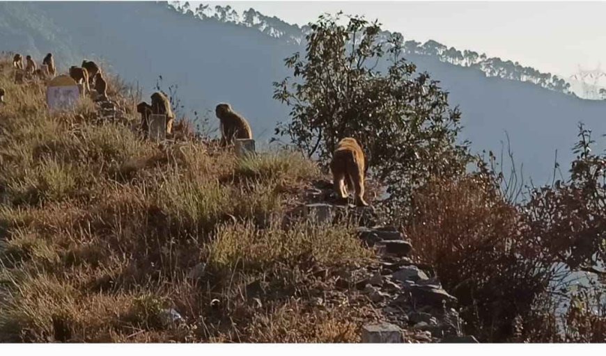 बंदरों के हमले से महिला घायल, हाथ में आया फ्रैक्चर - जानिए पूरा मामला