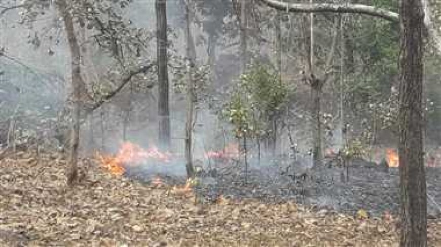 उत्तराखंड में बढ़ते तापमान से बढ़ा जंगलों का खतरा, जानें कब बदलेगा मौसम