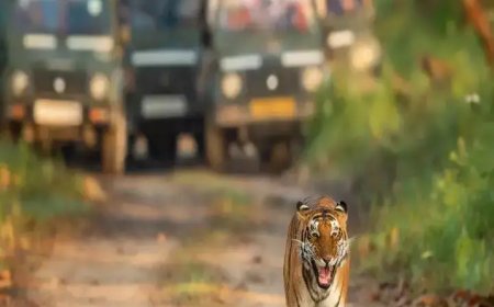 कॉर्बेट जंगल सफारी में फर्जी बुकिंग गिरोह का पर्दाफाश, पर्यटकों को लाखों की ठगी