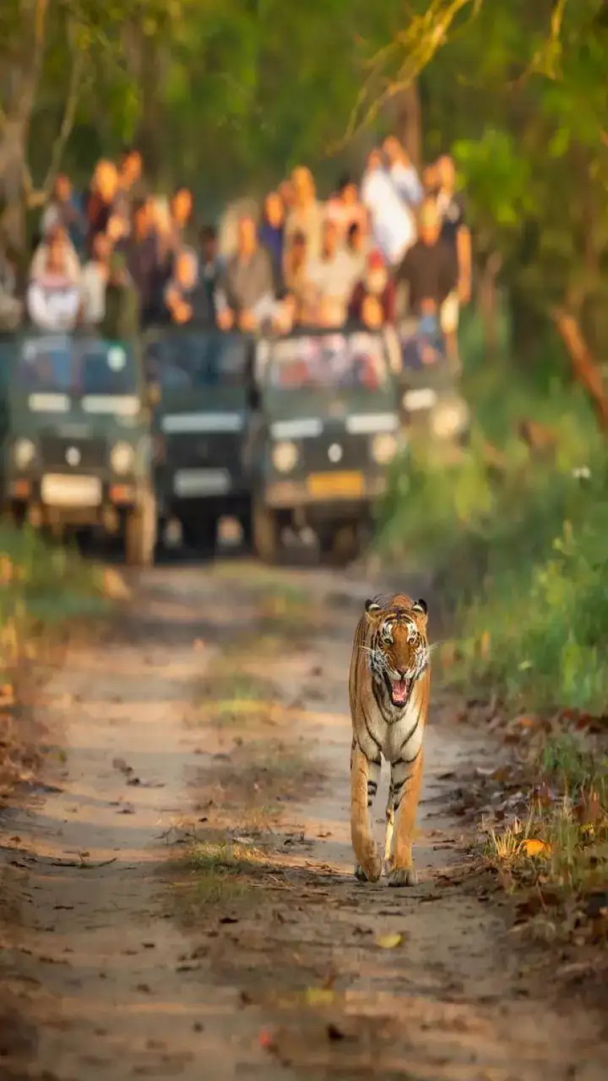 कॉर्बेट जंगल सफारी में फर्जी बुकिंग गिरोह का पर्दाफाश, पर्यटकों को लाखों की ठगी