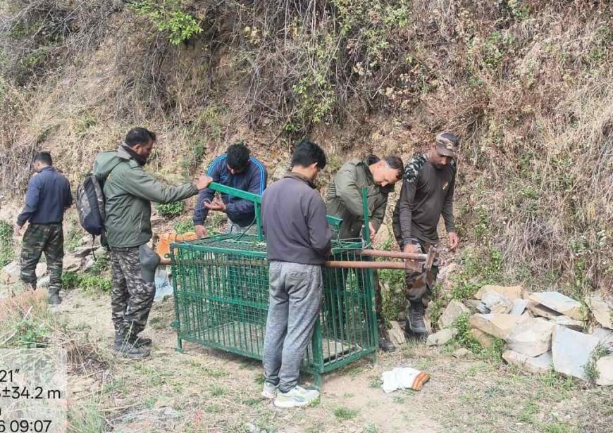 गुलदार को पकड़ने के आदेश: मानव-वन्यजीव संघर्ष पर सख्त कार्रवाई