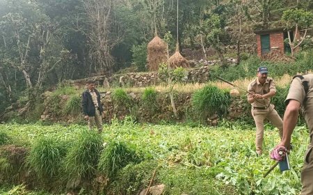टिहरी पुलिस की सफल कार्रवाई: ऑपरेशन ‘प्रहार’ में 22 किलो अवैध अफीम फसल का भंडाफोड़