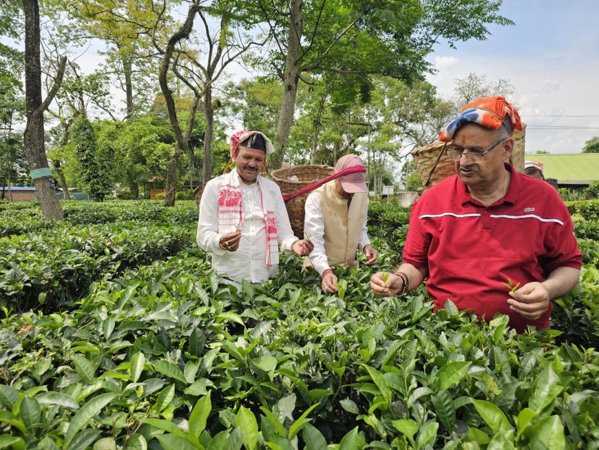 असम के चाय बागानों में महिला श्रमिकों के संग कृषि मंत्री गणेश जोशी का दौरा, चाय की पत्तियां खुद तोड़ीं