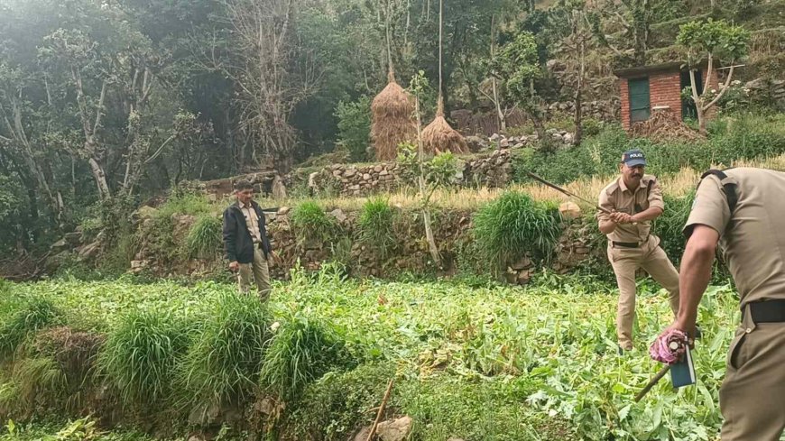 टिहरी पुलिस की सफल कार्रवाई: ऑपरेशन ‘प्रहार’ में 22 किलो अवैध अफीम फसल का भंडाफोड़