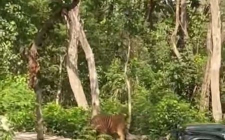 उत्तराखंड में जंगल सफारी के दौरान बाघ के करीब ले जाने पर जिप्सी चालक के खिलाफ कार्रवाई