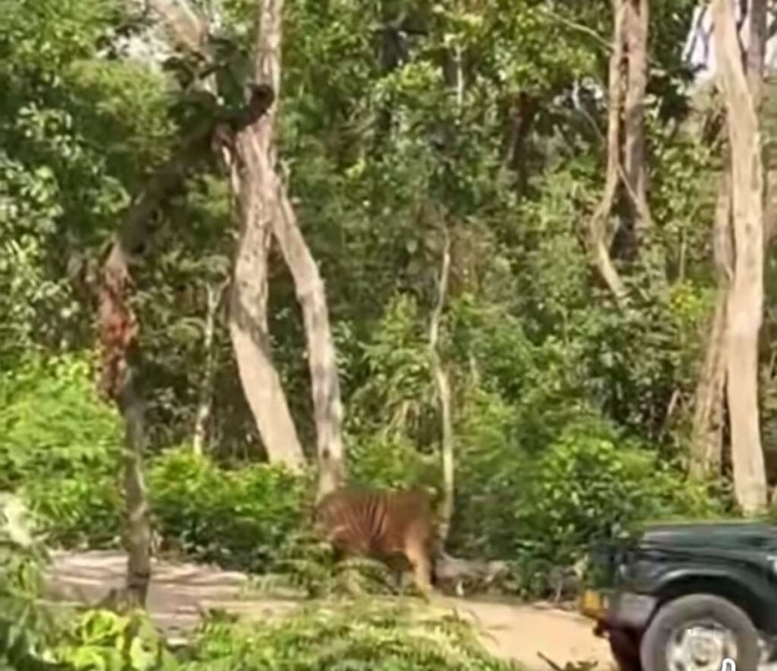 उत्तराखंड में जंगल सफारी के दौरान बाघ के करीब ले जाने पर जिप्सी चालक के खिलाफ कार्रवाई